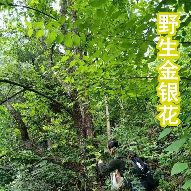 Wild honeysuckle 250 gr new cargo wild mountain to be picked up by natural honeysuckle sun Natural sundry