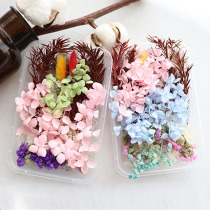  Dried flower flower material aromatherapy candle floating flower fragmented flower head DIY bridal handmade group fan photo frame dried flower material package