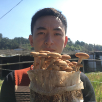 Farmers grow tea tree mushrooms Gutian tea mushroom Fujian mushroom dry goods ice Bud mushrooms do not open umbrellas fresh 250g