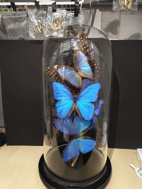 Multiple Large Blue Morpho Butterfly Specimens in Glass Display Cases, Real Butterfly Specimens in Dust-Proof Display Cases, Butterflies Not Included