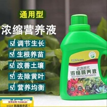 9 9 Green dill nutrient solution plant universal fertilizer rich bamboo hair rich tree flower fertilizer potted household hydroponics