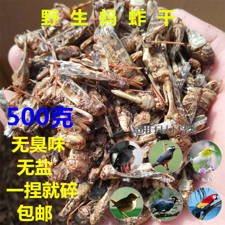 Dried grasshoppers Dried locusts Dried Thrush Eating Indigo Chin Bird Grain Homemade Bird Food Raw Materials 500 g (Dried)