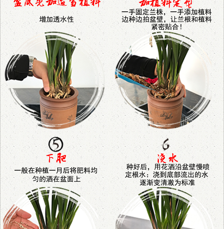Orchid gia đình đặc biệt nguồn cung cấp vườn Jianlan Molan Lan Lan Chunlan trong nhà trong chậu hoa và cây sỏi trồng cây
