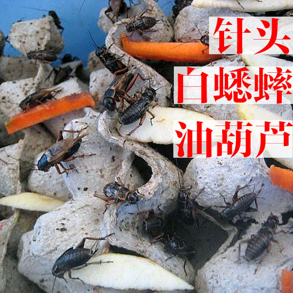 Oil Gourd White Cricket Black Cricket Needle Cricket Live Cricket Horned Frog Red Dragon Palace Lizard Spider Bird Food
