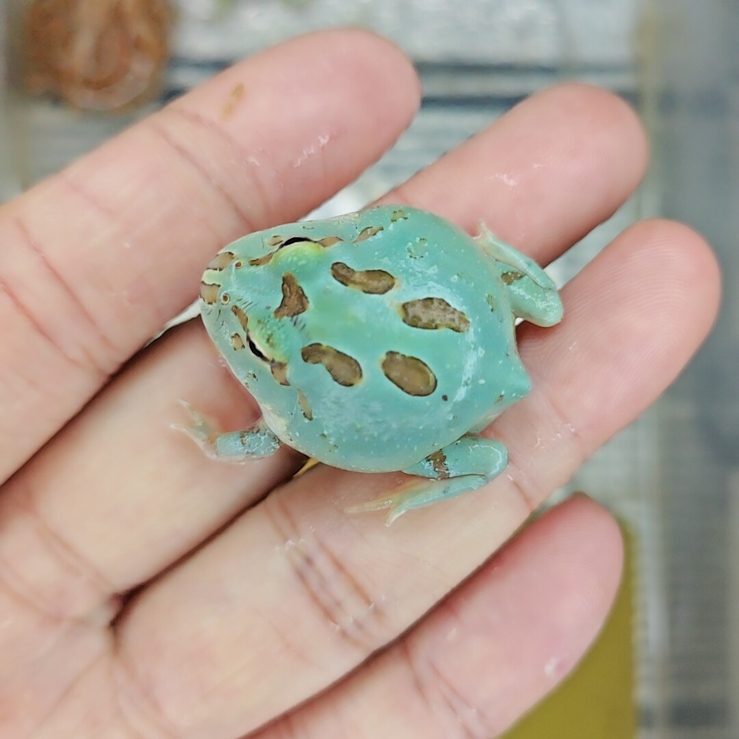pet宠物用品店