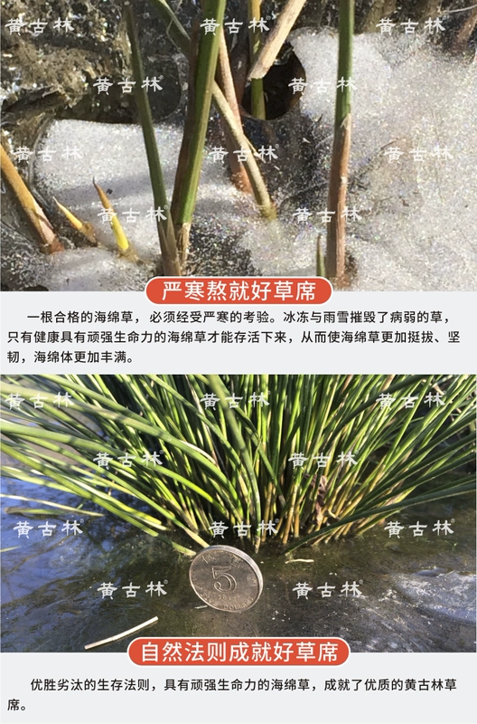 gối rừng cổ Huang nhớ mat mùa hè tự nhiên đơn gối rửa thảm da tấm thấm gối khăn - Gối trường hợp