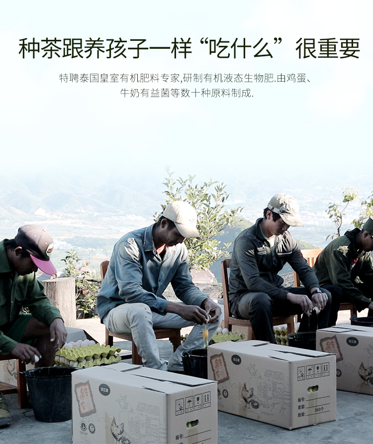 四国有机认证 芯仙茗堂 20新茶 特级高山乌龙茶 100g 图4