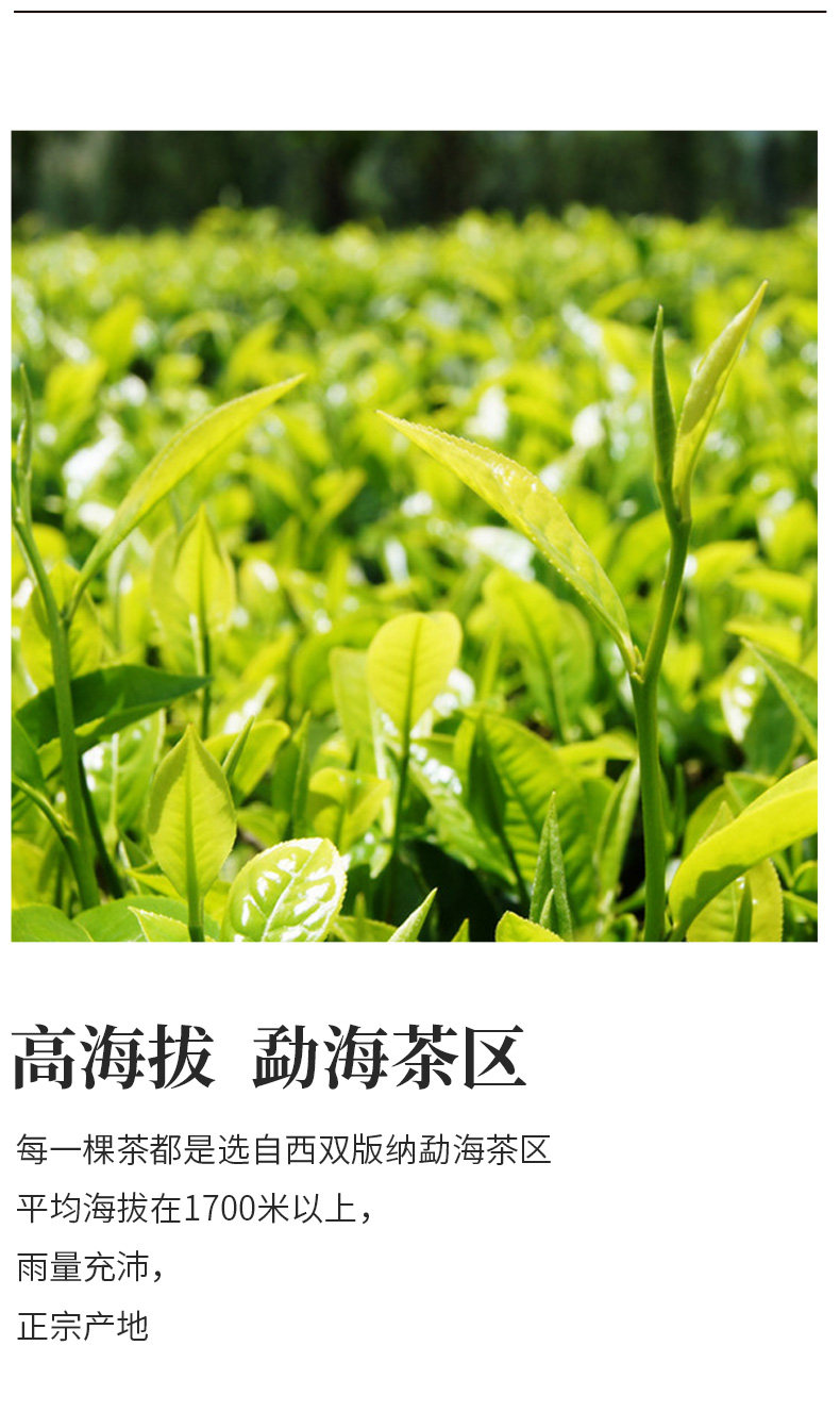 四国有机认证 芯仙茗堂 新会小青柑 桔普茶 250g 图8