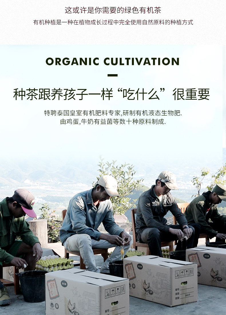 四国有机认证 芯仙茗堂 明前 一级 高山乌龙茶 100g 图4
