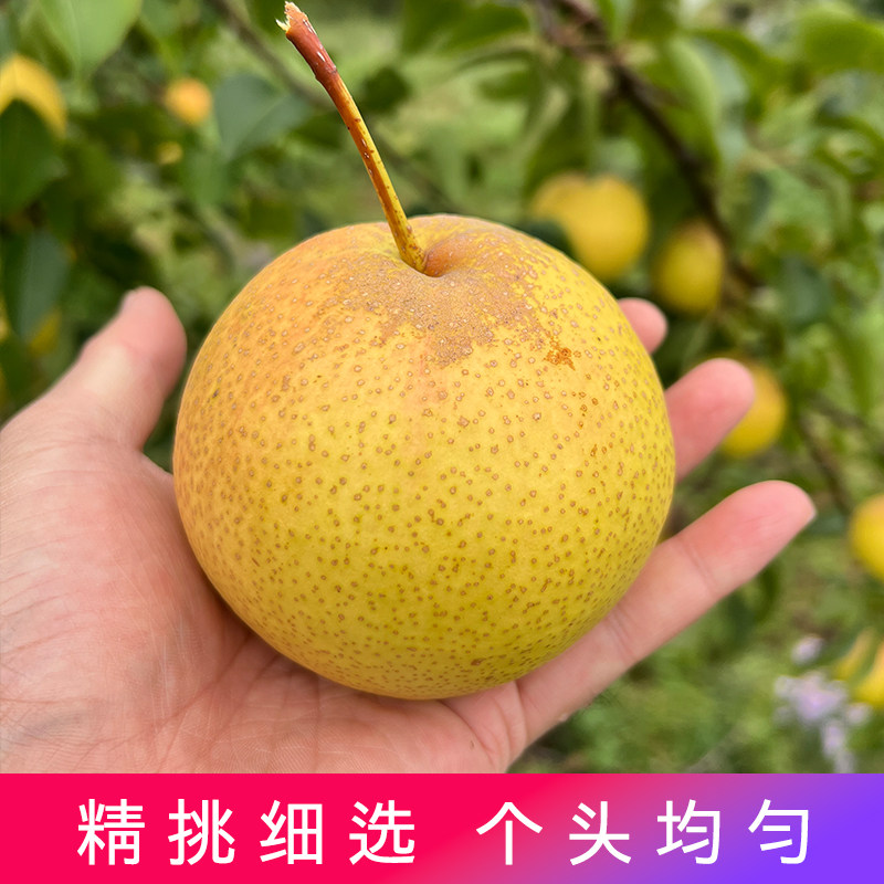内蒙古赤峰宁城寒红梨,脆甜爽口的新鲜采摘,24年新果如何?-梨-淘宝好物网