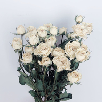 White multi-headed rose rose dried flower bouquet natural dried flower home flower arrangement decoration DIY shooting props
