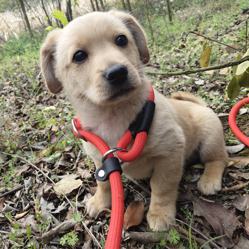 Small Dogs Traction Rope Walking dog p Chain Anti-biting off adjustable Item Circle Double head One drag Two-bolted Large Dog Dog Necklace