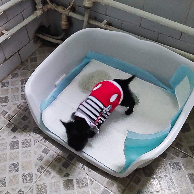 Pooch toilet small dog poo with no wet foot dog bedpan public dog sand basin poop pelvis puppy supplies