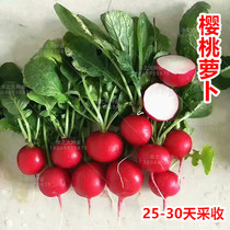 Cherry radish seeds Small red fruits Spring and autumn four seasons sowing vegetable seeds Zuo Yang potted vegetable seeds