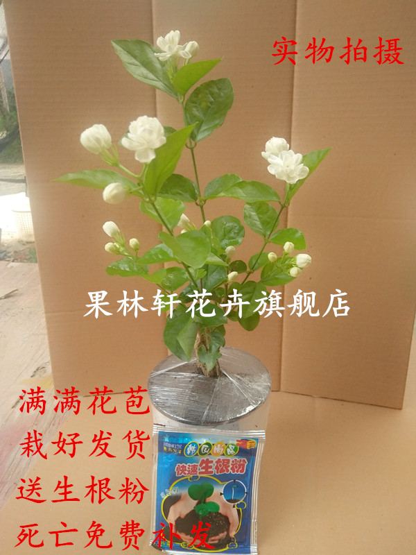 上新茉莉花盆栽花卉室内吸甲醛观花植物茉莉花苗花卉盆栽四季盆景