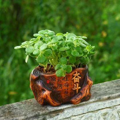 绿植花卉一抹香盆栽 室内碰碰香 香草多肉植物 客厅驱虫净化空气