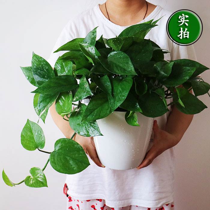 绿萝发财树富贵竹大盆栽懒人自动吸水花卉水培绿植室内除甲醛植物