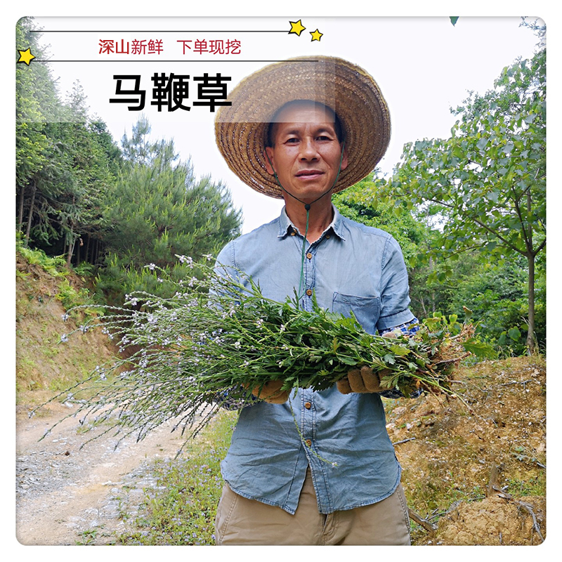 Fresh Verbena, Iron Verbena, Horsewhip Grass, Freshly Picked Herbal Medicine 500g, New Stock with Free Shipping