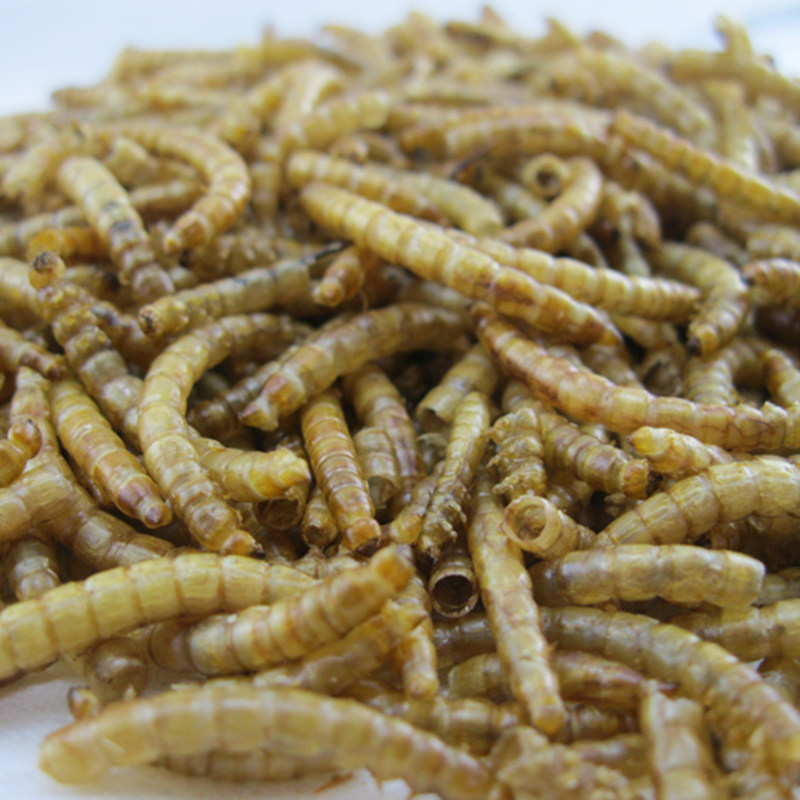 Bread worm dried hamster snack Turtle food Turtle food fish food fish food Parrot bird food Hamster food 50g