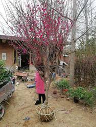 Plum sapling native red plum tree courtyard villa cold-resistant red plum sapling with buds