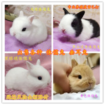 Rabbit living creature small mini not long dwarf rabbit small white rabbit living pet rabbit dormitory good