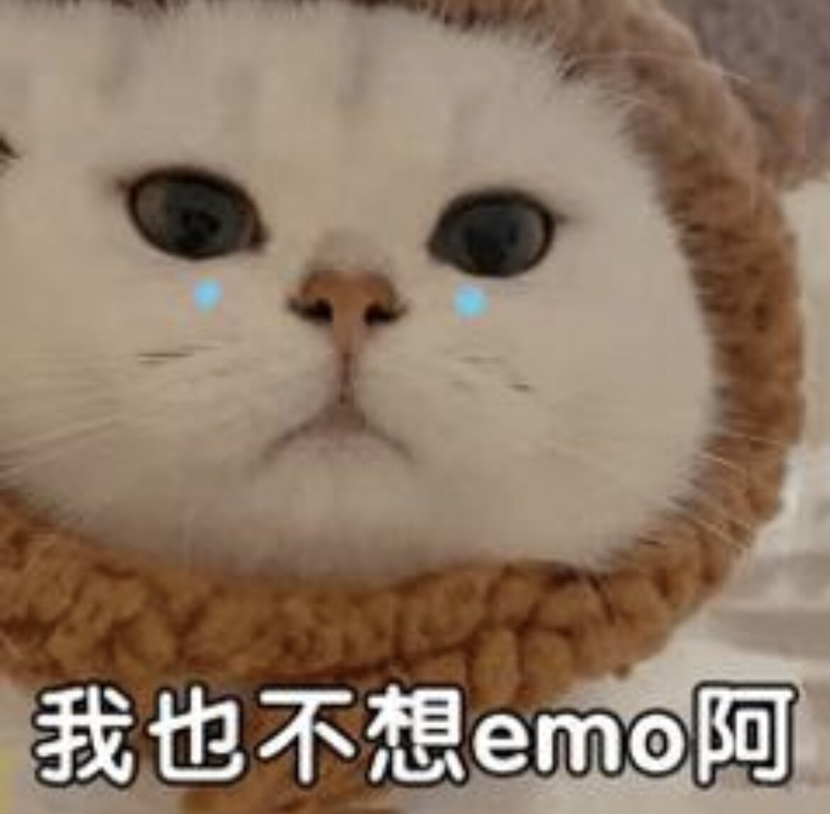 壳壳小世界