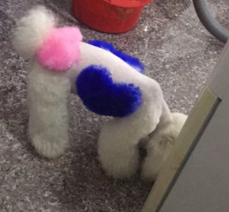 Dog hair dyeing cream dog coloring agent hair dye bleaching agent ... Dog hair dyeing cream dog coloring agent hair dye bleaching agent ...