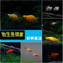 Tropical Fish Ornamental Fish Living Freshwater Red Sword Black & White Gold Leather Ball Mary Tricolour Peony Moon Light Mickey Fetal Raw Fish