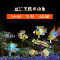 Golden Poko Avatar Tropical Ornamental Fish Treasure Blue Holland Ball Short Snapper Phoenix Grass Cylinder Fish Living Small Freshwater Fish