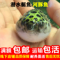 Diving Boat Small River Dolphin Dog Spotted Horse Dog Head Tropical Chocolate Dolls Angry Pet Fish Living Freshwater Ornamental Fish