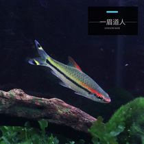 One Brow Fish Group Cruise Fish Tropical Fish Grass Cylinder Light Corfish Octopus Living Freshwater Small Fish Living resistant ornamental fish