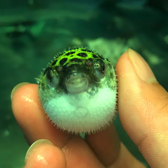 Submarine puffer fish zebra dog head tropical chocolate doll angry pet fish live freshwater ornamental fish