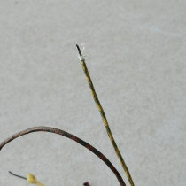 Black lacquered West electric double cotton yarn thread diameter about 1 9mm single branch core diameter about 0 9mm various lengths