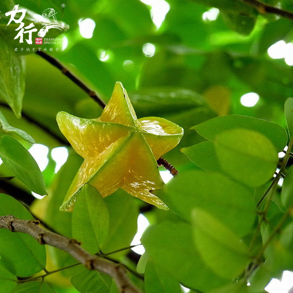 云霄 福建下河 新鲜杨桃 4斤 双重优惠后￥19.9包邮