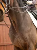 Вспомогательные поводья Horseworld из воловьей кожи, упряжь, для верховой езды, 8218138