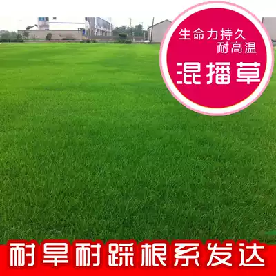 Imported carpet grass, special lawn seeds for football fields, non-mowing, green grass, dog roots, mixed sowing grass, slope protection grass seeds