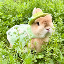 Pet Rabbit Cooping Rabbit Dwarf Rabbit Spring Out Green Retro Princess Dresses Traction Rope Cat Cat Clothes