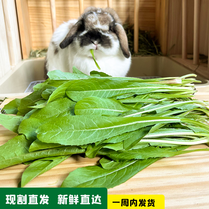 Limited River Zhejiang Shanghai Fujian Fresh Grass 4 Shares Now Plus-size Fresh Paschgrass 250g Rabbit Dragon Cat Dutch Pig Herd Grass
