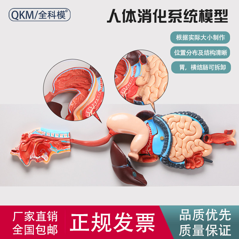 人体消化系统模型消化道胃冠状剖面 鼻咽喉 大小肠胃解剖模型