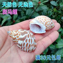 Zebra snail Dongfeng snail natural sea snail shells curly berfish pinning crab replacement shell fish tank water ethnic group view decoration
