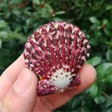 Натуральная раковина раковина масляна раковина, красная стена раковины, свадебное украшение рыбная аквариум -ландшафт