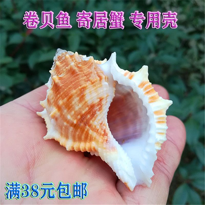 Sea Cucumber Snail Natural Marine Snail Shell Fish Tank Water Ethnic Group View Roll Bay Fish Host Crab Replacement Shell Wedding Celebration Cloth View Creativity