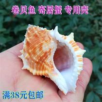 Sea Cucumber Snail Natural Marine Snail Shell Fish Tank Water Ethnic Group View Roll Bay Fish Host Crab Replacement Shell Wedding Celebration Cloth View Creativity