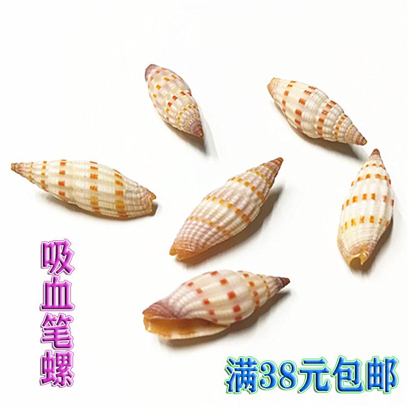 Naturally rare sea screw shell sucking pencil aquarium bowl scrubber screw window design dyi hand - made