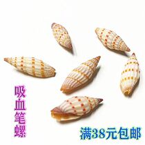 Natural Rare Sea Snail Shells Suction Pen Snail Fish Tank Aquarium VIEW SPECIMEN SNAIL SHOP WINDOW DESIGN DYI HANDMADE