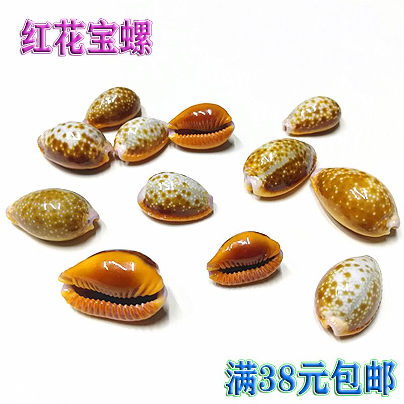 Natural conch shell 2-3cm safflower snail Fish tank Aquarium landscape home decoration window design specimen snail