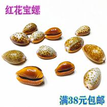 Natural Sea Snail Shells 2-3cm Red Flowers Baosnail Fish Tank Water Ethnic Group View Home Decoration Shop Windows Design Specimen Snail