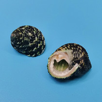 Interweaving bell spire natural rare sea snail shell fish tank water ethnic group view decoration posting crab replacement shell specimen collection