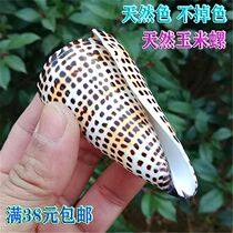 Black corn snails natural sea snail shell taro fish fish tank water family Scape Rare Specimens Snails Mediterranean Home Pendulum