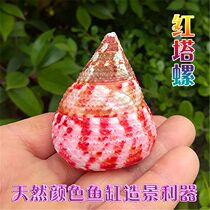 Natural sea snail shells red tower snail pagoda snail fish tank Aquarium Landscape Pendulum shooting props